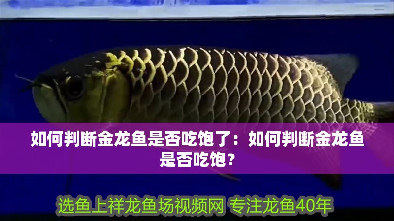 如何判斷金龍魚是否吃飽了：如何判斷金龍魚是否吃飽？