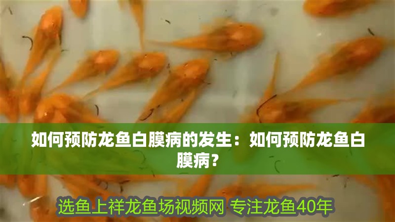 如何預防龍魚白膜病的發(fā)生：如何預防龍魚白膜病？