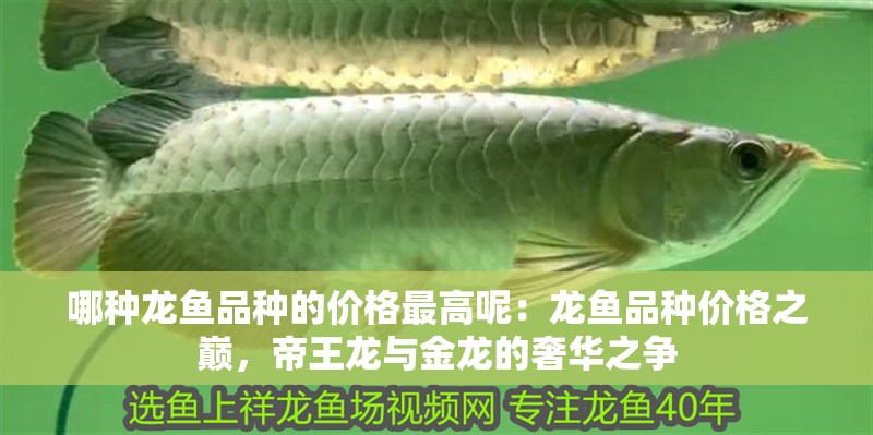 哪種龍魚品種的價格最高呢：龍魚品種價格之巔，帝王龍與金龍的奢華之爭