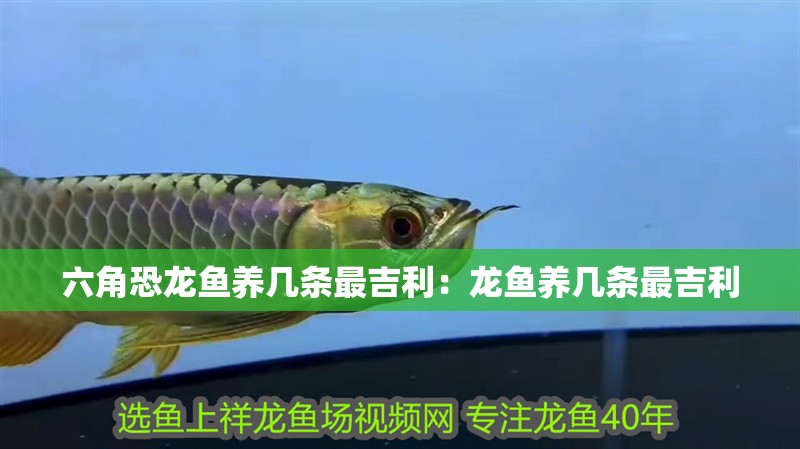 六角恐龍魚養(yǎng)幾條最吉利：龍魚養(yǎng)幾條最吉利