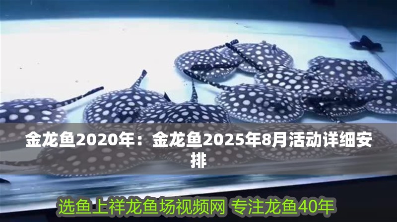 金龍魚2020年：金龍魚2025年8月活動詳細安排