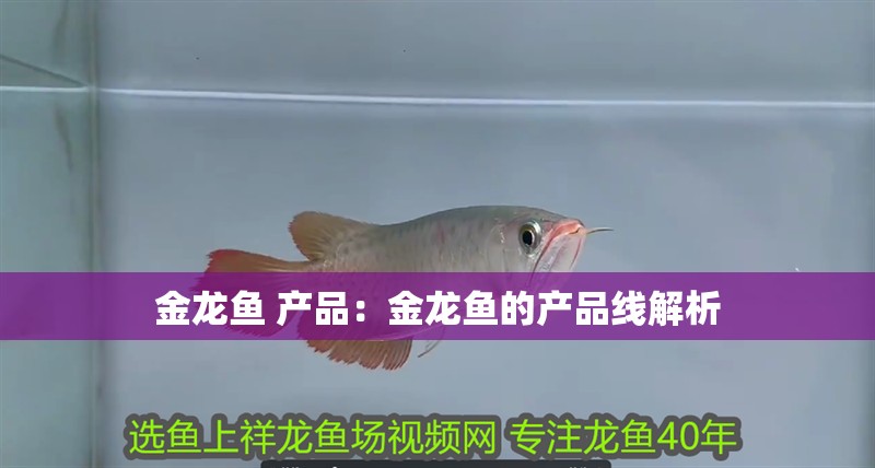 金龍魚 產品：金龍魚的產品線解析