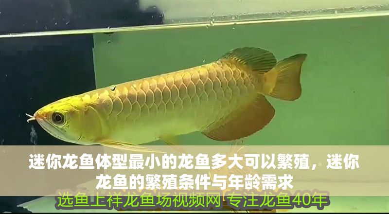 迷你龍魚體型最小的龍魚多大可以繁殖，迷你龍魚的繁殖條件與年齡需求