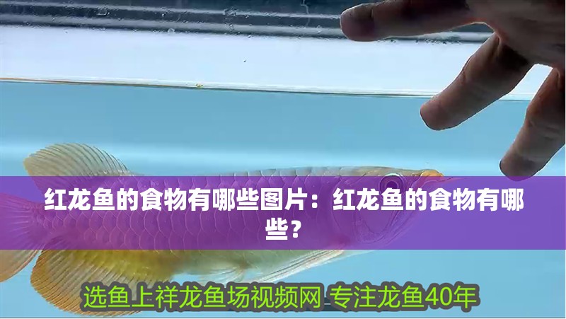 紅龍魚的食物有哪些圖片：紅龍魚的食物有哪些？