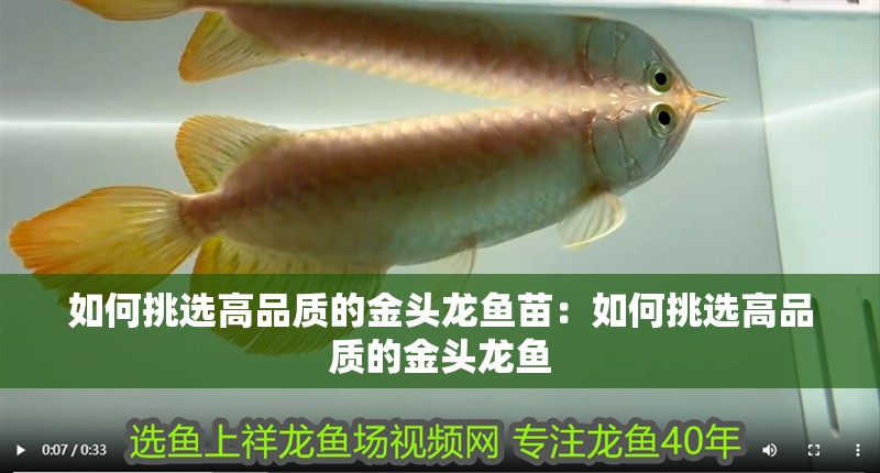 如何挑選高品質的金頭龍魚苗：如何挑選高品質的金頭龍魚