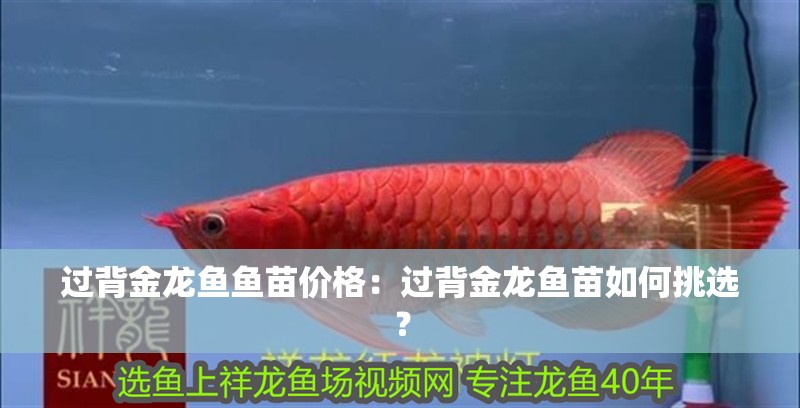 過背金龍魚魚苗價(jià)格：過背金龍魚苗如何挑選？