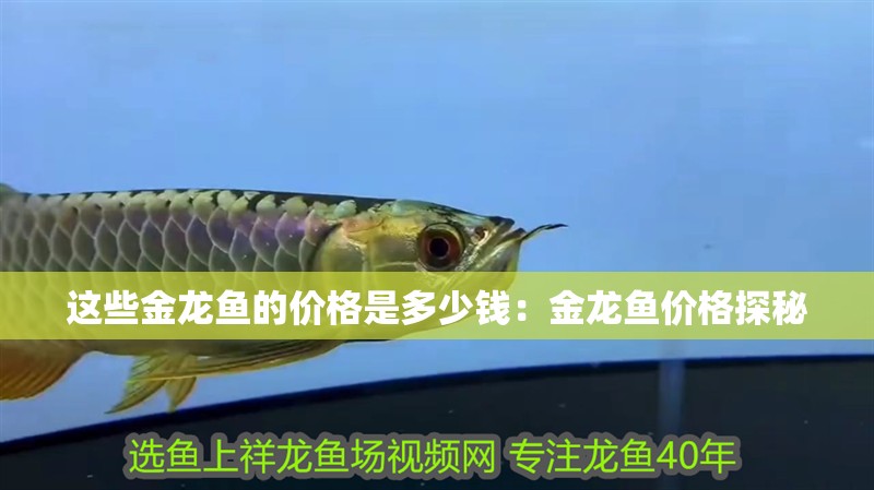 這些金龍魚的價格是多少錢：金龍魚價格探秘