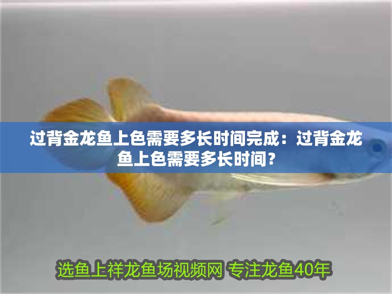 過背金龍魚上色需要多長時間完成：過背金龍魚上色需要多長時間？