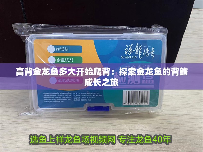 高背金龍魚多大開始爬背：探索金龍魚的背鰭成長之旅