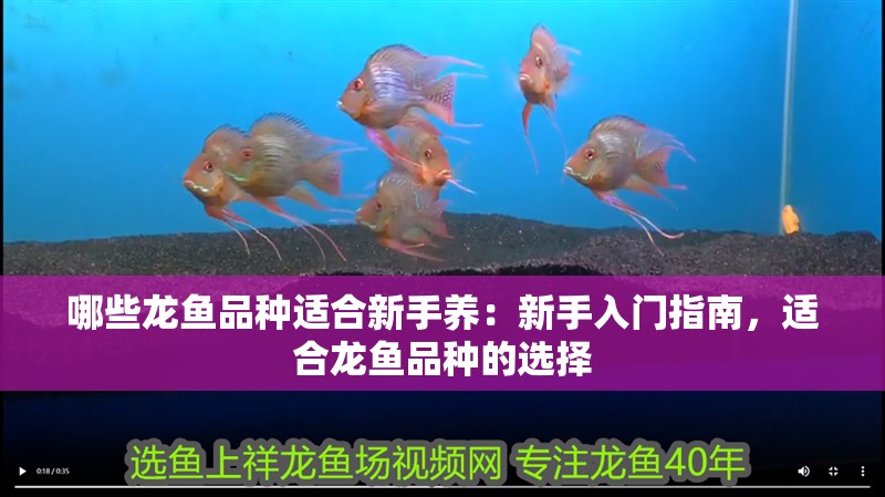 哪些龍魚品種適合新手養：新手入門指南，適合龍魚品種的選擇