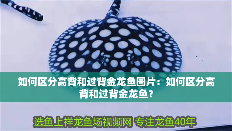 如何區分高背和過背金龍魚圖片：如何區分高背和過背金龍魚？