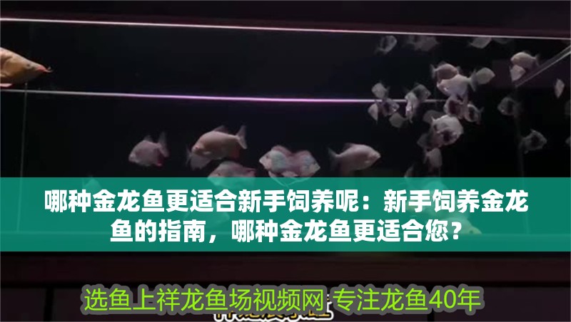 哪種金龍魚更適合新手飼養呢：新手飼養金龍魚的指南，哪種金龍魚更適合您？