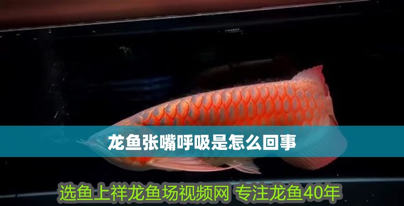 龍魚張嘴呼吸是怎么回事