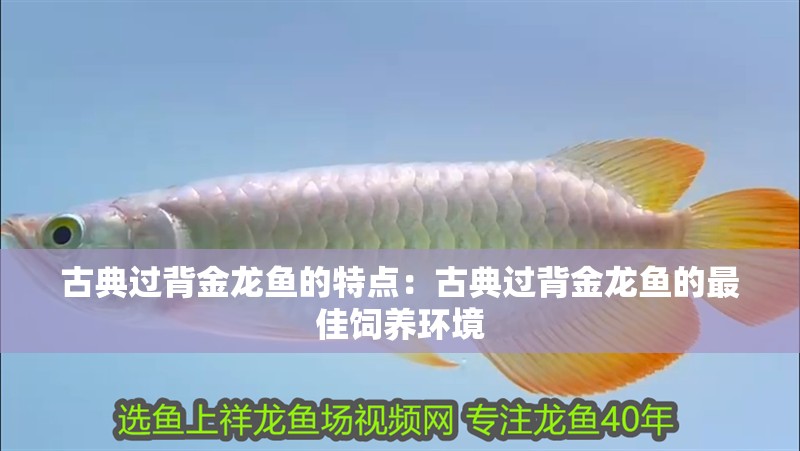 古典過背金龍魚的特點：古典過背金龍魚的最佳飼養環境
