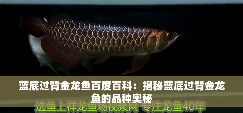 藍底過背金龍魚百度百科：揭秘藍底過背金龍魚的品種奧秘