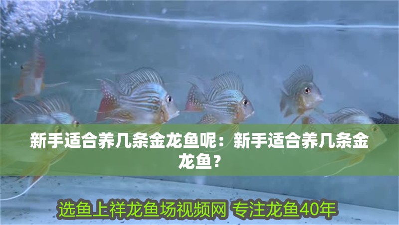 新手適合養幾條金龍魚呢：新手適合養幾條金龍魚？ 新手適合養幾條金龍魚呢：新手適合養幾條金龍魚？ 水族問答