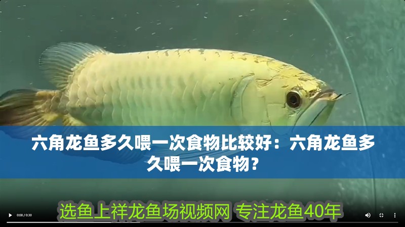 六角龍魚多久喂一次食物比較好：六角龍魚多久喂一次食物？