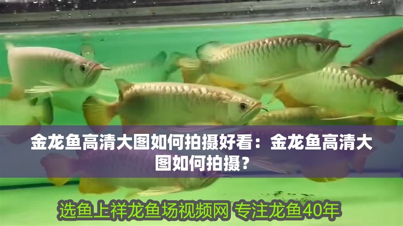 金龍魚高清大圖如何拍攝好看：金龍魚高清大圖如何拍攝？ 金龍魚高清大圖如何拍攝好看：金龍魚高清大圖如何拍攝？ 水族問答