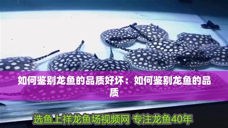 如何鑒別龍魚的品質(zhì)好壞：如何鑒別龍魚的品質(zhì)