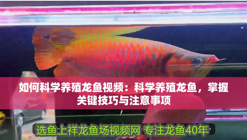 如何科學養殖龍魚視頻：科學養殖龍魚，掌握關鍵技巧與注意事項