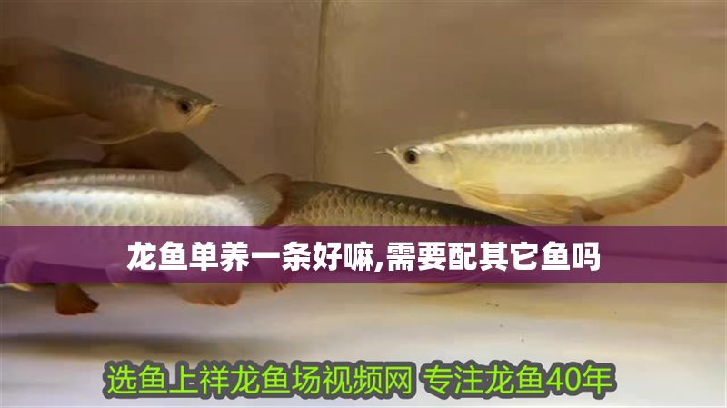 龍魚(yú)單養(yǎng)一條好嘛,需要配其它魚(yú)嗎
