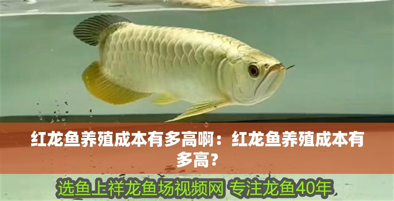 紅龍魚養殖成本有多高啊：紅龍魚養殖成本有多高？