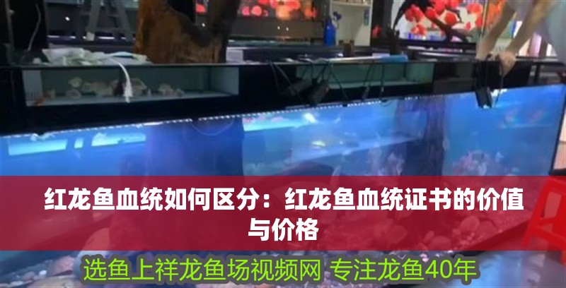 紅龍魚血統如何區分：紅龍魚血統證書的價值與價格
