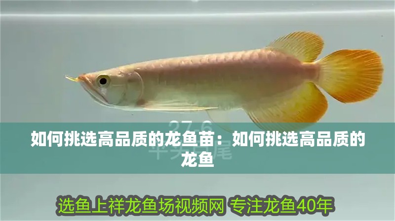 如何挑選高品質的龍魚苗：如何挑選高品質的龍魚