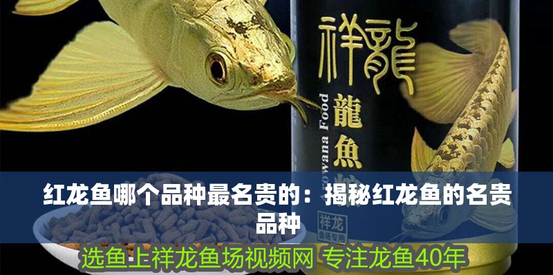 紅龍魚哪個品種最名貴的：揭秘紅龍魚的名貴品種