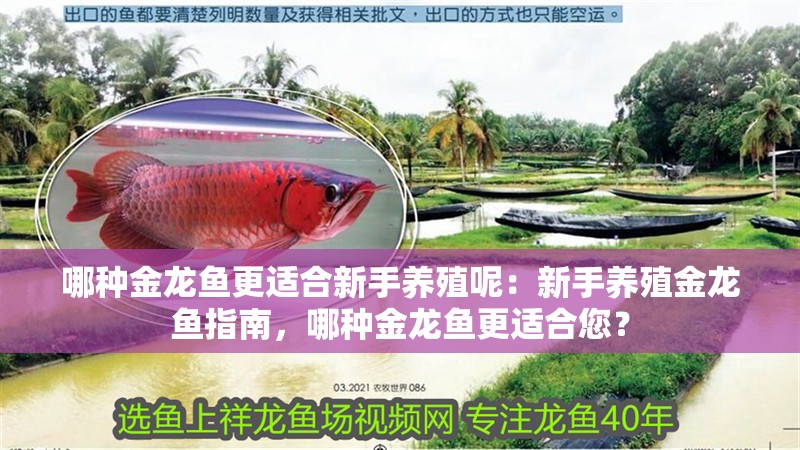 哪種金龍魚更適合新手養殖呢：新手養殖金龍魚指南，哪種金龍魚更適合您？