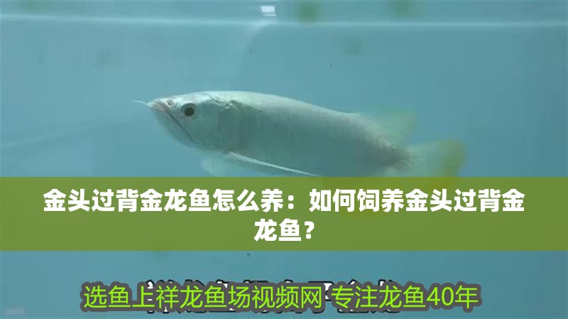 金頭過背金龍魚怎么養(yǎng)：如何飼養(yǎng)金頭過背金龍魚？