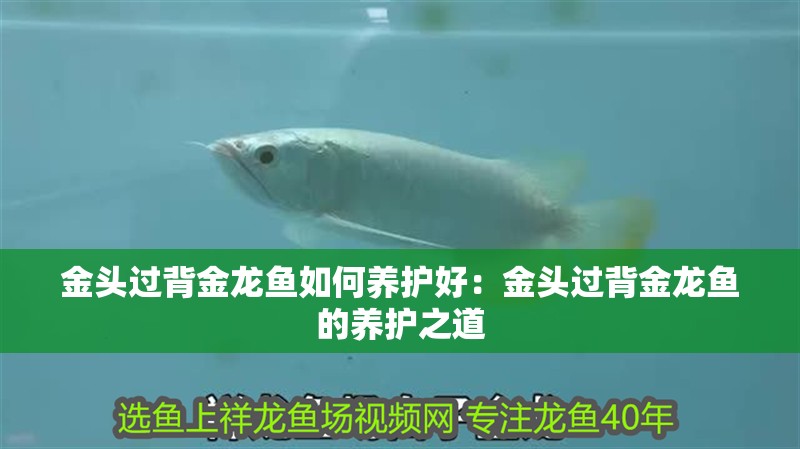 金頭過背金龍魚如何養(yǎng)護(hù)好：金頭過背金龍魚的養(yǎng)護(hù)之道