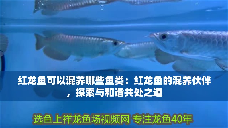 紅龍魚可以混養(yǎng)哪些魚類：紅龍魚的混養(yǎng)伙伴，探索與和諧共處之道
