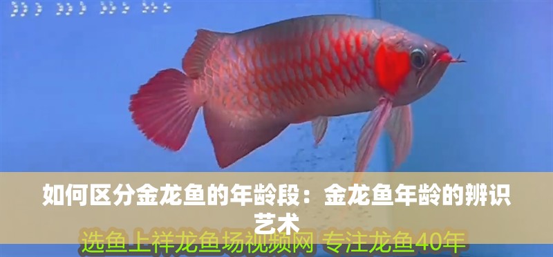 如何區分金龍魚的年齡段：金龍魚年齡的辨識藝術