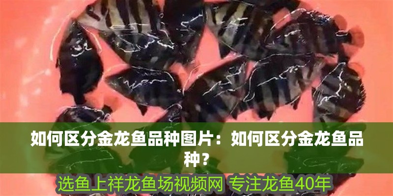 如何區(qū)分金龍魚品種圖片：如何區(qū)分金龍魚品種？