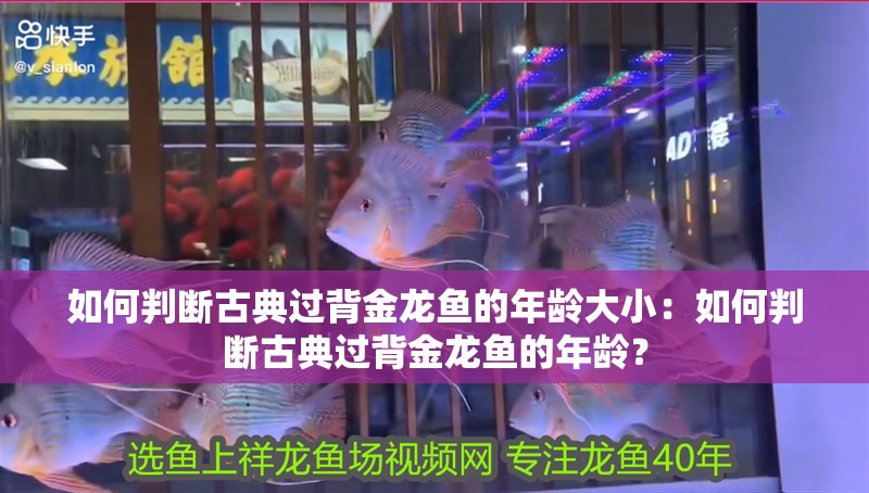如何判斷古典過背金龍魚的年齡大小：如何判斷古典過背金龍魚的年齡？