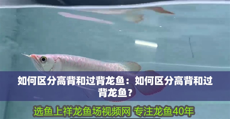 如何區(qū)分高背和過背龍魚：如何區(qū)分高背和過背龍魚？