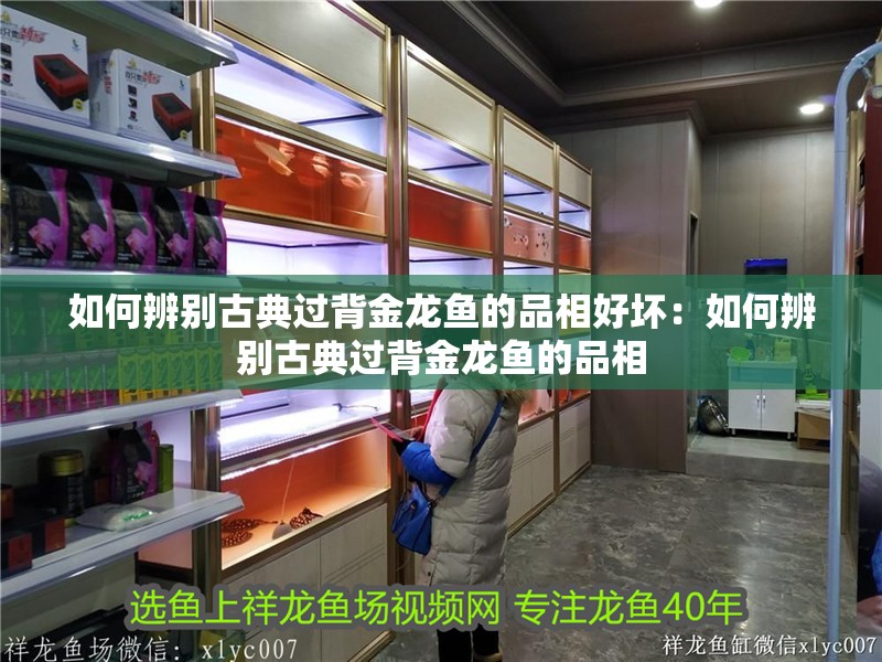 如何辨別古典過背金龍魚的品相好壞：如何辨別古典過背金龍魚的品相
