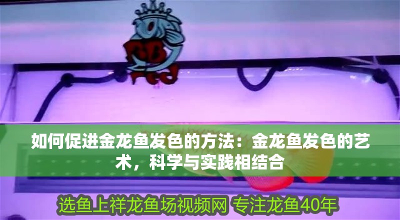 如何促進金龍魚發(fā)色的方法：金龍魚發(fā)色的藝術，科學與實踐相結合