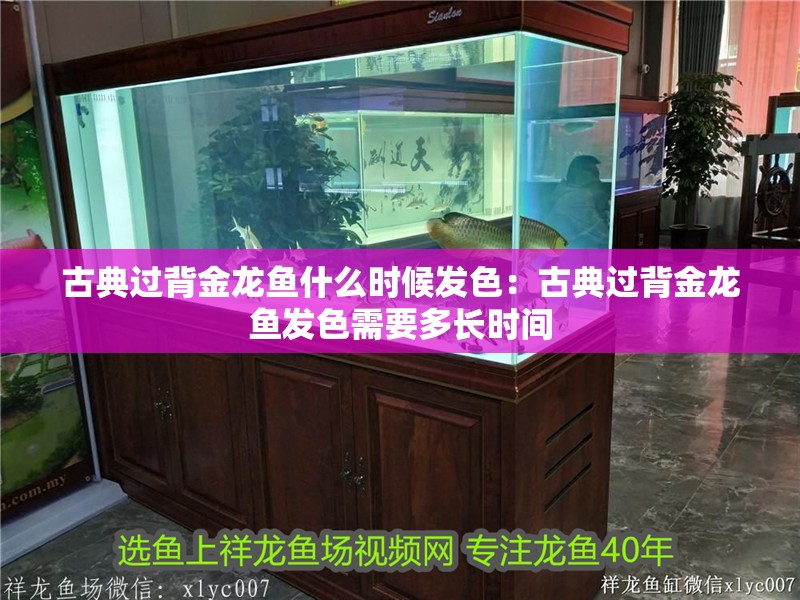 古典過背金龍魚什么時候發色：古典過背金龍魚發色需要多長時間