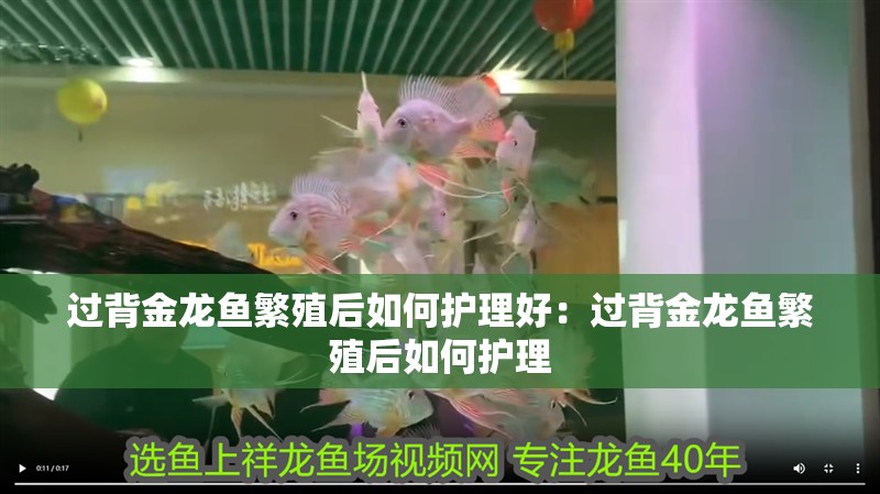 過背金龍魚繁殖后如何護理好：過背金龍魚繁殖后如何護理