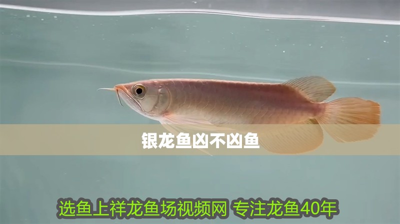 銀龍魚兇不兇魚