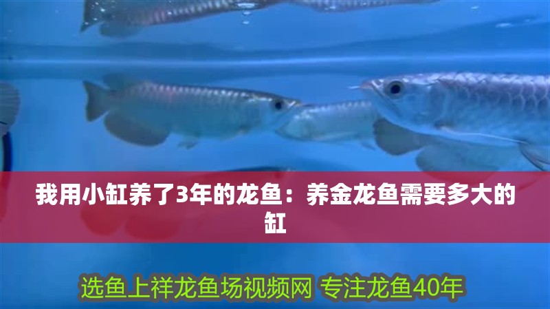 我用小缸養(yǎng)了3年的龍魚：養(yǎng)金龍魚需要多大的缸