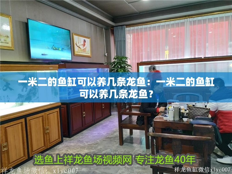 一米二的魚缸可以養幾條龍魚：一米二的魚缸可以養幾條龍魚？