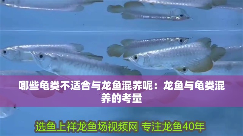 哪些龜類不適合與龍魚混養呢：龍魚與龜類混養的考量
