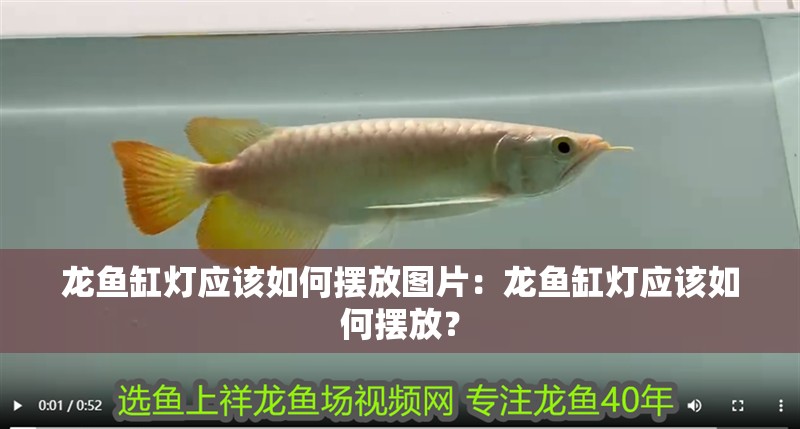 龍魚缸燈應該如何擺放圖片：龍魚缸燈應該如何擺放？