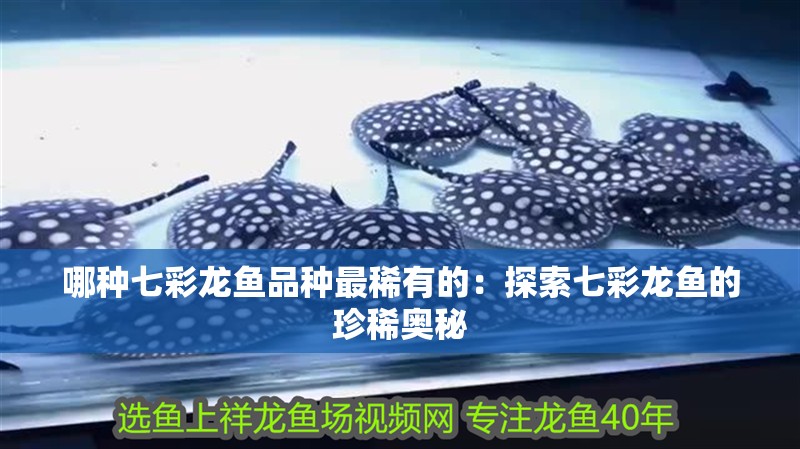 哪種七彩龍魚品種最稀有的：探索七彩龍魚的珍稀奧秘