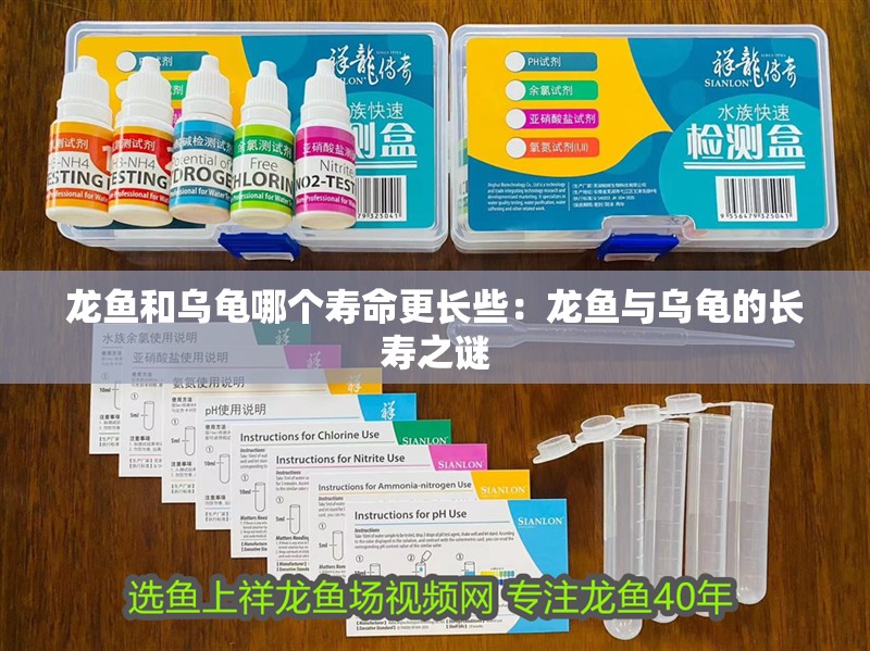龍魚和烏龜哪個壽命更長些：龍魚與烏龜?shù)拈L壽之謎 龍魚和烏龜哪個壽命更長些：龍魚與烏龜?shù)拈L壽之謎 水族問答