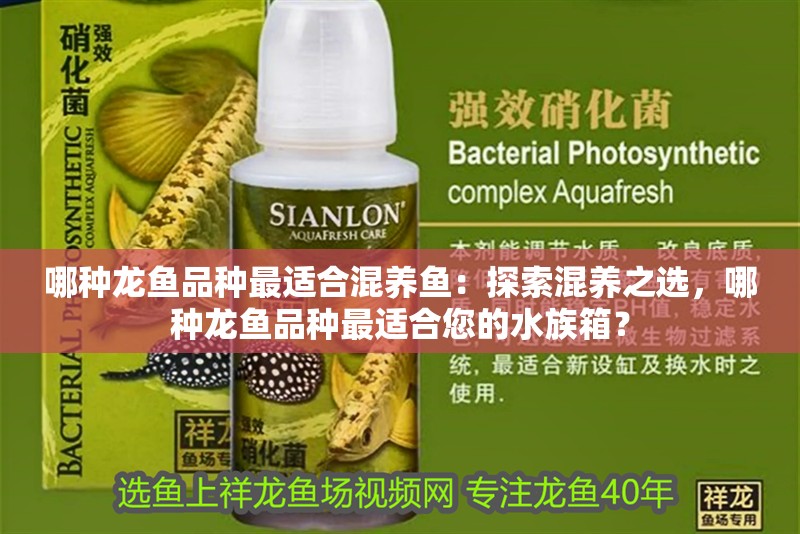 哪種龍魚(yú)品種最適合混養(yǎng)魚(yú)：探索混養(yǎng)之選，哪種龍魚(yú)品種最適合您的水族箱？