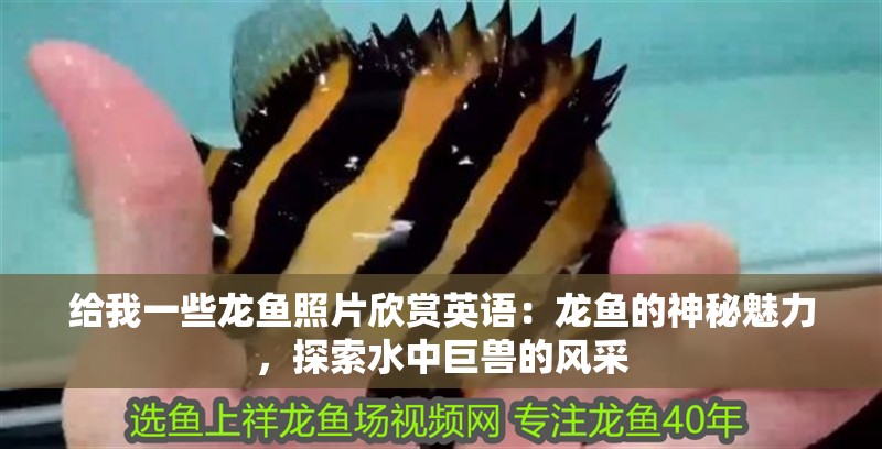 給我一些龍魚照片欣賞英語：龍魚的神秘魅力，探索水中巨獸的風采